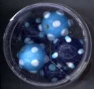 Glasperlen rund Dots türkis-blau-weiss